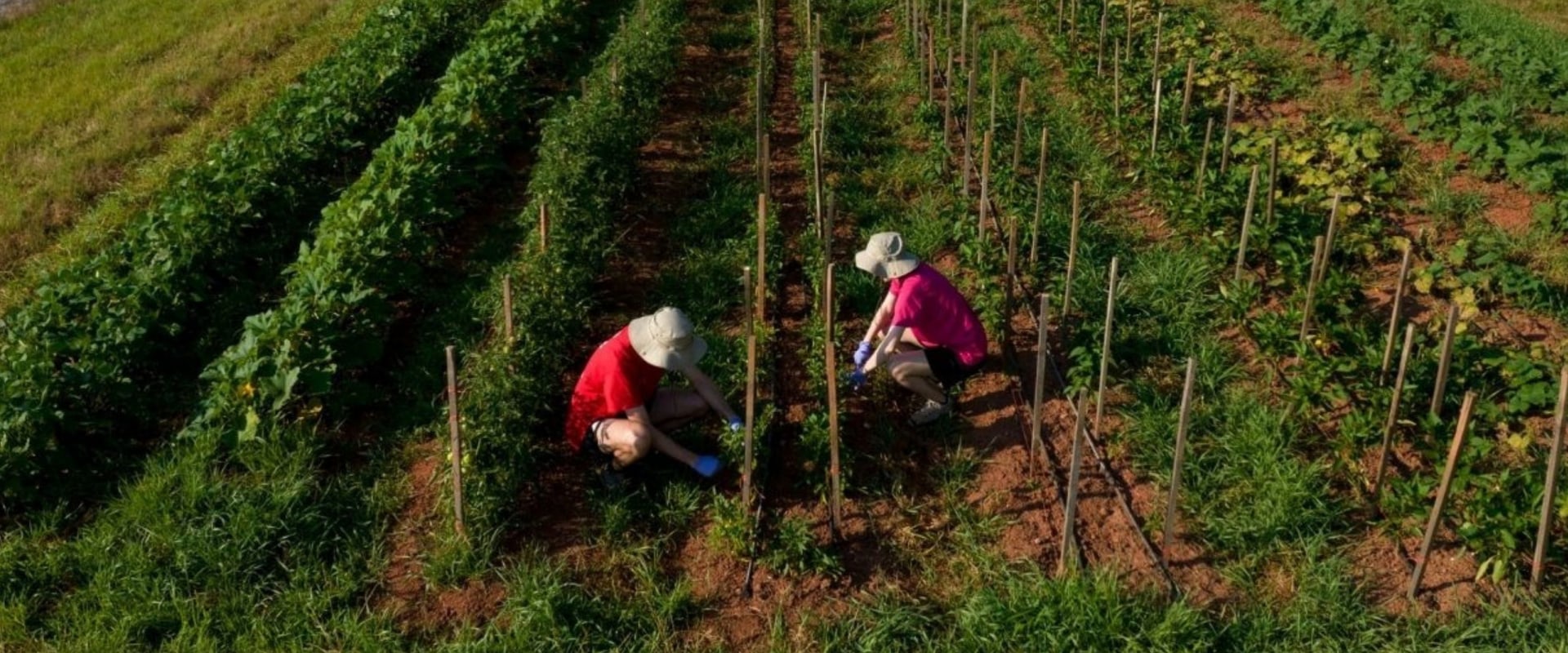 The Importance of Weather Services for Farmers in Northeastern Georgia