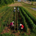 The Importance of Weather Services for Farmers in Northeastern Georgia